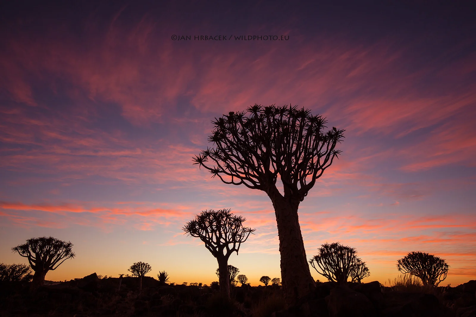 Quiver Tree, Namibie